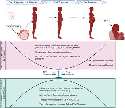 Maternal obesity and the impact of associated early-life inflammation on long-term health of offspring